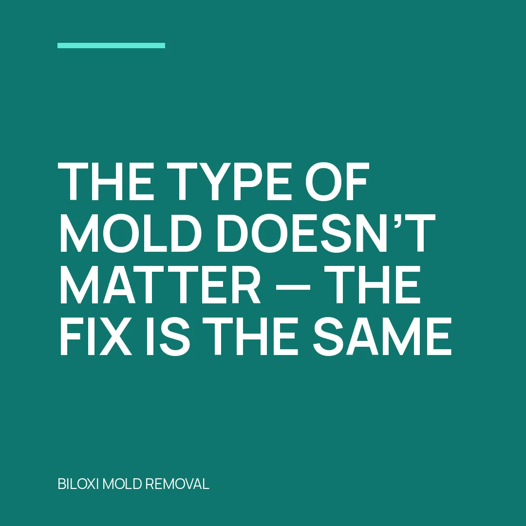 The type of mold doesn’t matter — the fix is the same.