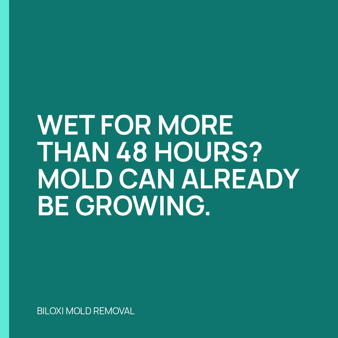 Wet for more than 48 hours? Mold can already be growing.